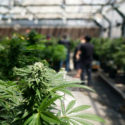 Legalize Cannabis